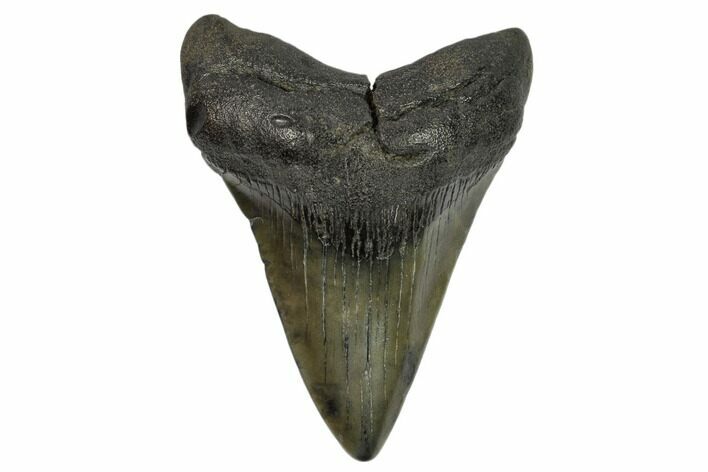 Fossil Megalodon Tooth - South Carolina #125333
